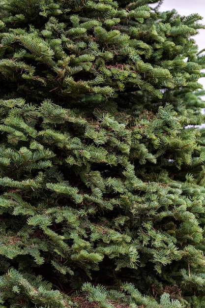 Mooie vers gesneden kerstbomen op kerstboom boerderij.