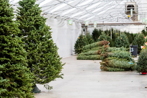 Mooie vers gesneden kerstbomen op kerstboom boerderij.