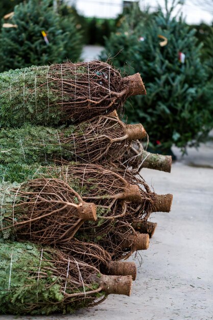 Mooie vers gesneden kerstbomen op kerstboom boerderij.