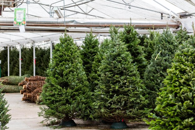 Mooie vers gesneden kerstbomen op kerstboom boerderij.