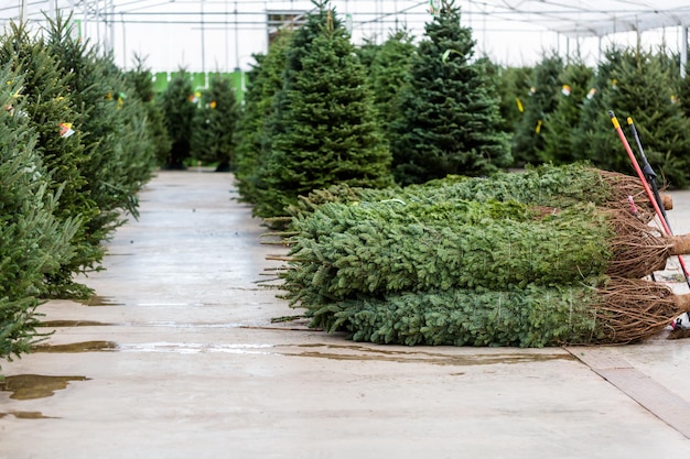 Mooie vers gesneden kerstbomen op kerstboom boerderij.