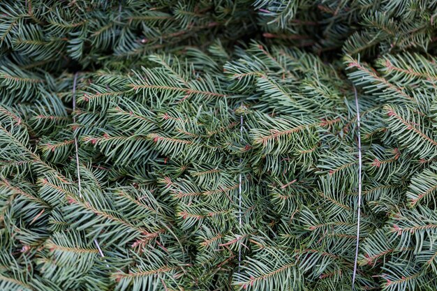 Mooie vers gesneden kerstbomen op kerstboom boerderij.