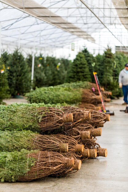 Mooie vers gesneden kerstbomen op kerstboom boerderij.