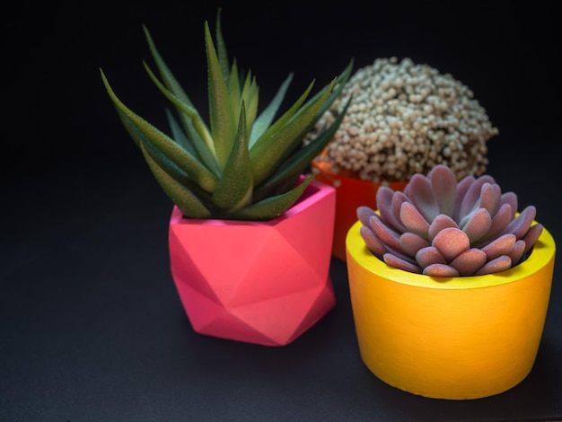 Mooie verschillende geometrische betonnen plantenbakken met cactusbloem en vetplant Kleurrijk beschilderde betonnen potten voor huisdecoratie