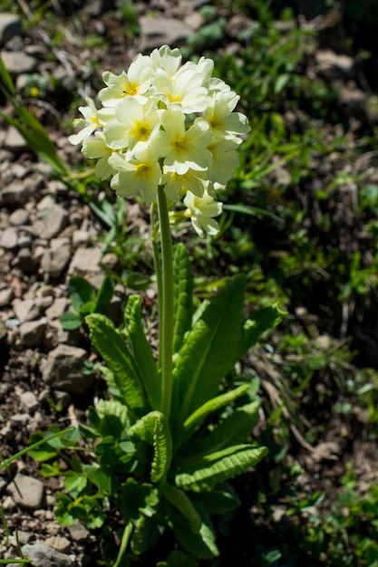 Mooie verse bloemen op de achtergrond van de natuur