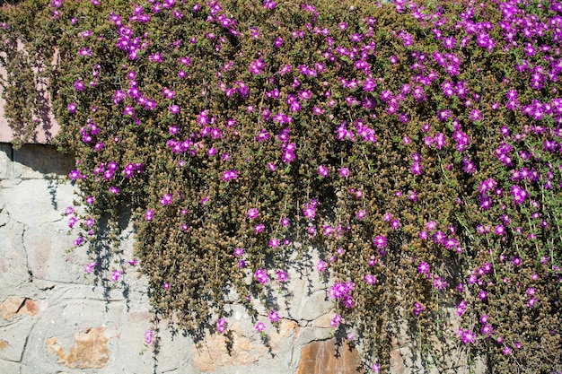 Mooie verse bloemen op de achtergrond van de natuur