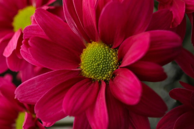 Mooie verse chrysant bloemknop, close-up