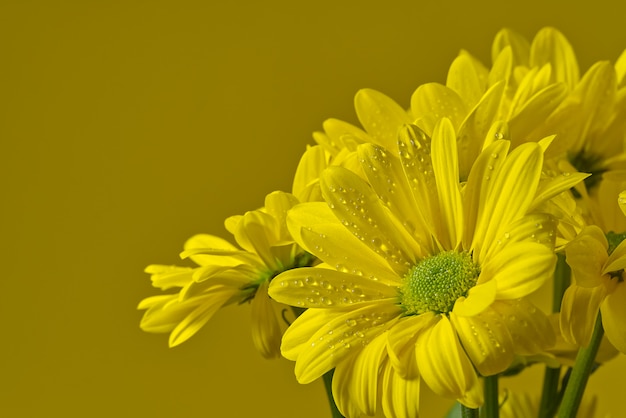 Mooie verse gele chrysant, geschoten close-up, gele geïsoleerde madeliefjesbloemen
