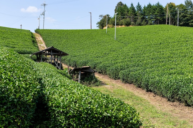 Mooie verse groene theeaanplanting