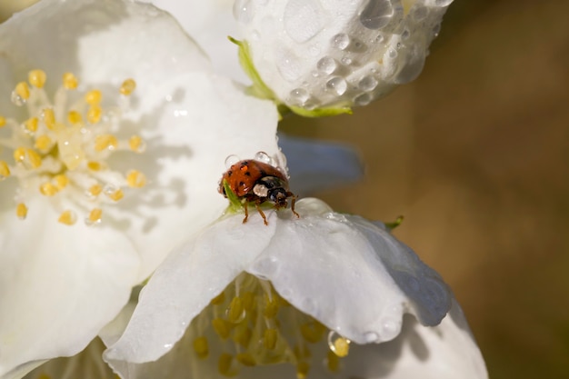 Mooie verse jasmijnbloemen in het voorjaar, witte geurige jasmijnbloemen bedekt met waterdruppels na de afgelopen regens, jasmijnstruik in de natuur close-up