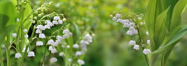 mooie verse lelies van de vallei bloeien en bedekt met druppels in een tuin