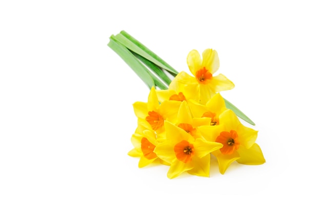Mooie verse narcissen bloemen geïsoleerd op een witte achtergrond Selectieve aandacht