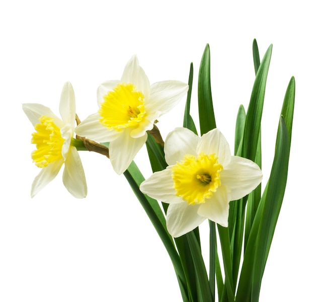 Mooie verse narcissen bloemen geïsoleerd op witte achtergrond