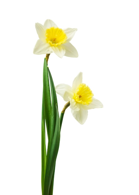 Mooie verse narcissen bloemen geïsoleerd op witte achtergrond