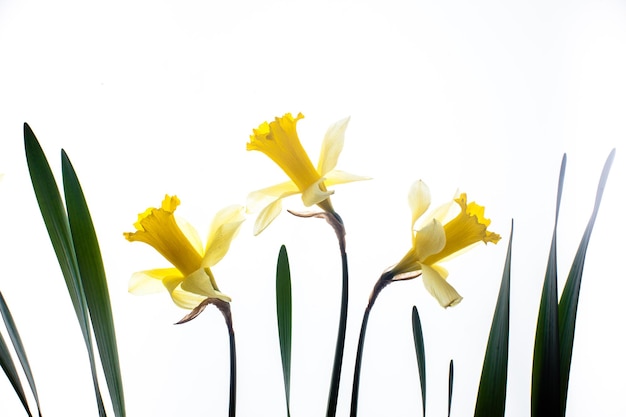 Mooie verse narcissen bloemen met bladeren geïsoleerd op een witte achtergrond.