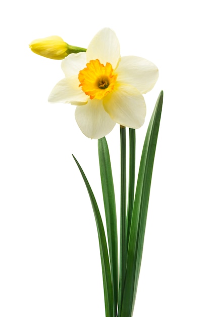 mooie verse narcissenbloemen,