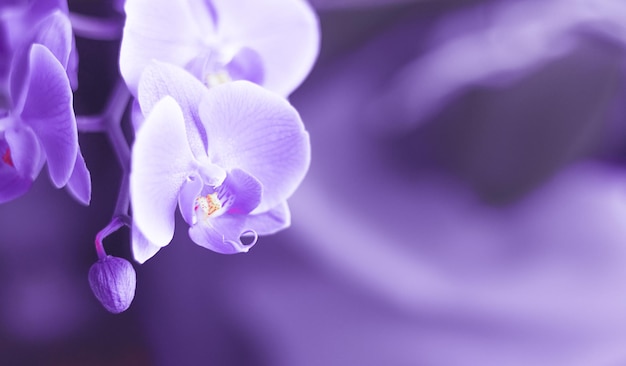 Mooie verse orchidee bloem close-up kopie ruimte Floral background