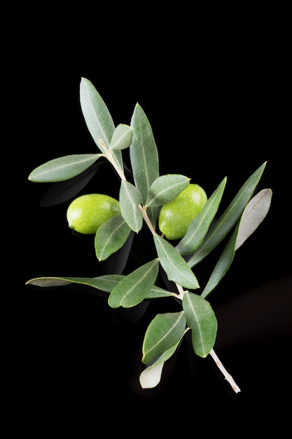 Mooie verse rijpe groene olijftak die op zwarte, dichte omhooggaand, Puglia, Italië wordt geïsoleerd