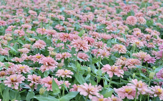 Mooie verse roze chrysantenbloemen