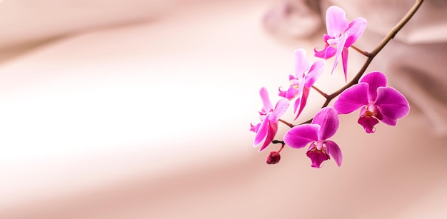Mooie verse roze orchidee bloem close-up kopie ruimte Floral background