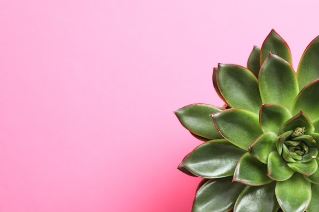 Mooie vetplant op kleur achtergrond, bovenaanzicht. Ruimte voor tekst