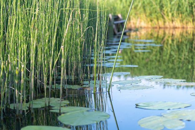 Foto mooie vijver en groene bladeren zomer achtergrond