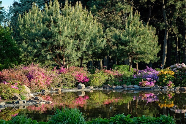 Mooie vijver tussen bloeiende struiken van naaldbomen in de tuin. het concept van natuurlijke landschapsontwerp