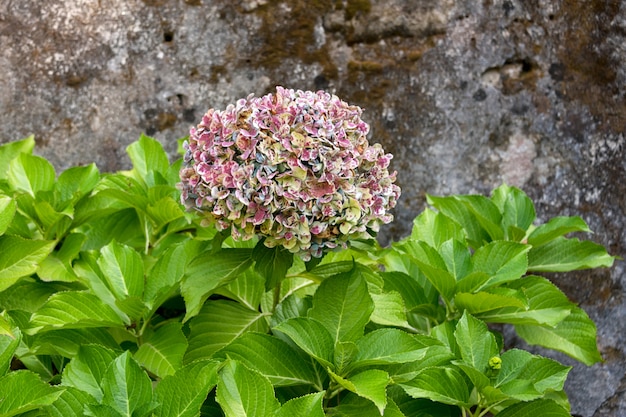 Mooie violet gevlekte hortensia of hortensia bloem close-up, bloem in bloei in het voorjaar.