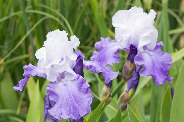 Mooie violetblauwe irisbloem op bloembed