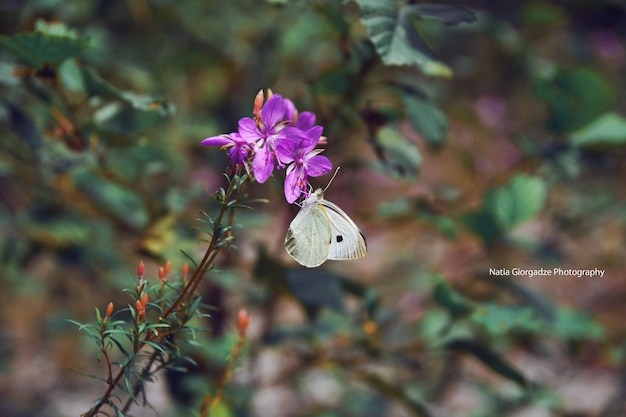 Mooie violette bloem en vlinder