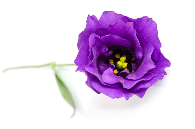 Mooie violette eustoma-bloem die op witte achtergrond wordt geïsoleerd