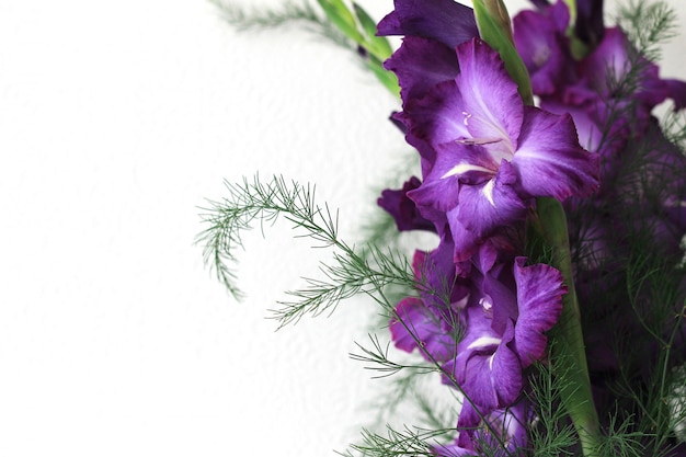 Mooie violette gladiolenbloemen