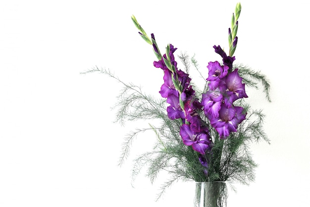 Mooie violette gladiolenbloemen