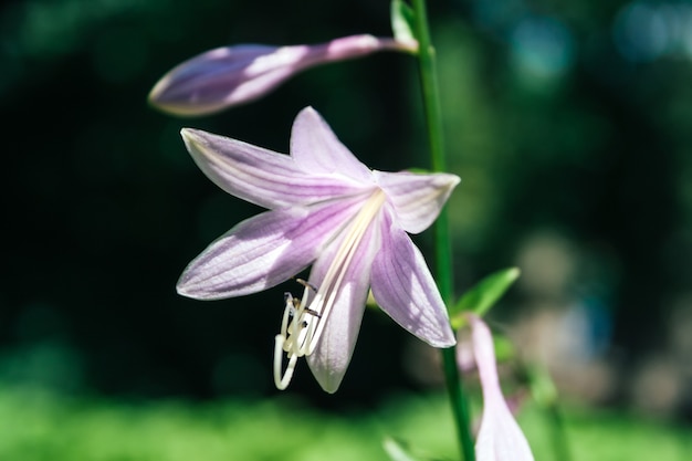 Mooie violette hosta plantaginea-bloem, vergelijkbaar met campanula, tegen een wazige sappige groene achtergrond. Hemerocallis japonica. Bloementuin op een zonnige dag