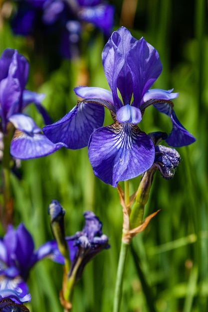 Mooie violette irissen onder het zonlicht close-up