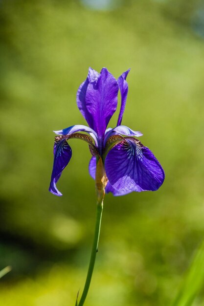 Mooie violette irissen onder het zonlicht