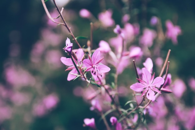 Mooie violette kleine veldbloemen