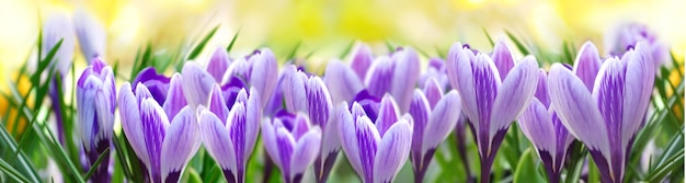 Mooie violette krokus bloeiend in een weide in panoramisch uitzicht op gele achtergrond