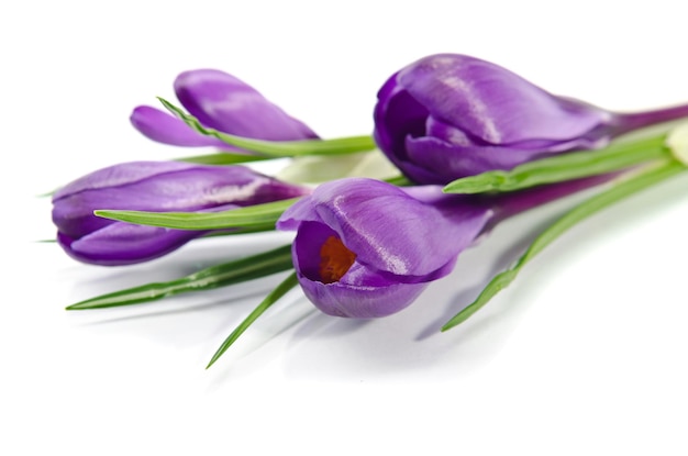 Mooie violette krokus die op wit wordt geïsoleerd