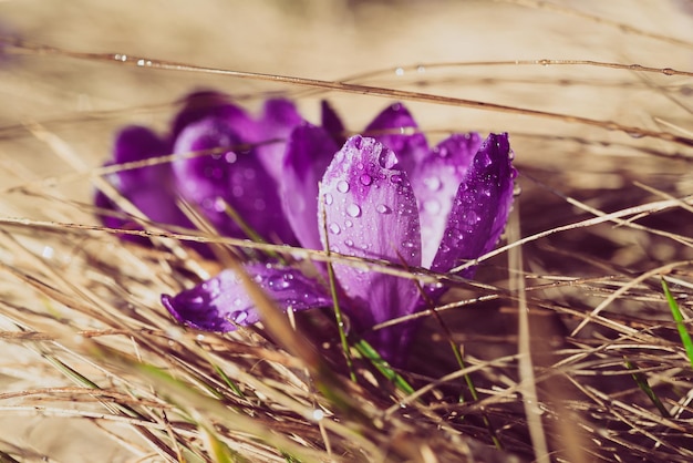 Mooie violette krokusbloem die in het droge gras groeit het eerste teken van de lente Seizoensgebonden Pasen-achtergrond