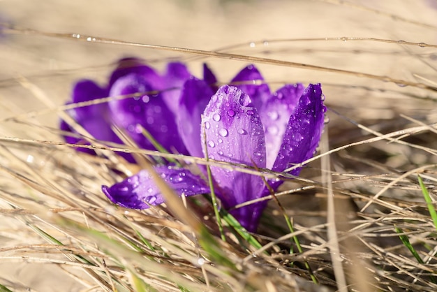 Mooie violette krokusbloem die op het droge gras groeit, het eerste teken van de lente. Seizoensgebonden Pasen achtergrond.