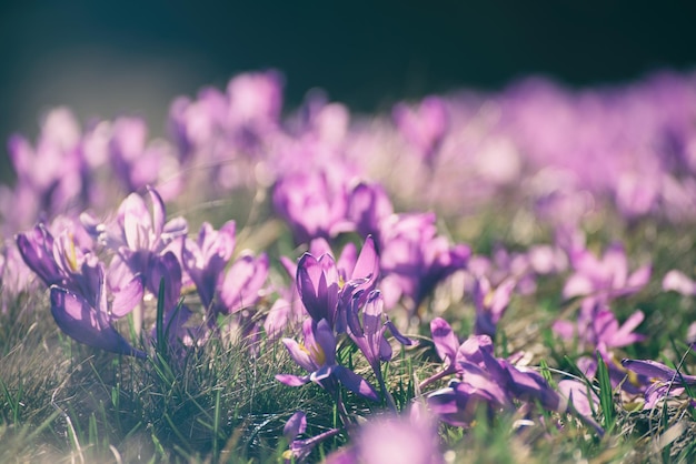 Mooie violette krokusbloemen die op het droge gras groeien, het eerste teken van de lente. Seizoensgebonden Pasen achtergrond.