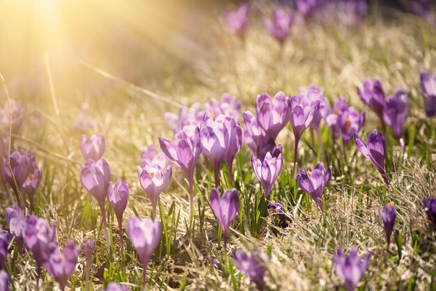 Mooie violette krokusbloemen die op het droge gras groeien, het eerste teken van de lente Seizoensgebonden zonnige paasachtergrond