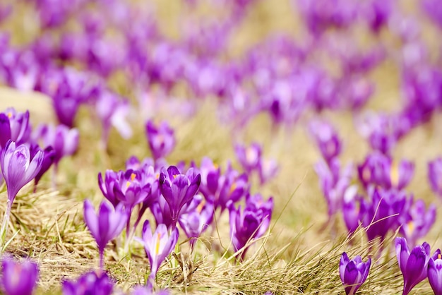 Mooie violette krokussen die op het droge gras groeien, het eerste teken van de lente Seizoensgebonden Pasen-achtergrond