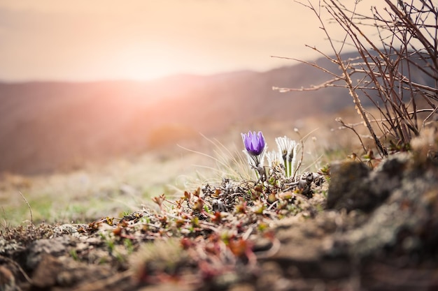 Mooie violette Krokussen in het gras op de berg. Eerste lentebloemen. Macrobeeld met kleine scherptediepte