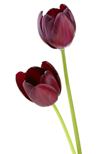Mooie violette tulpen die op wit worden geïsoleerd