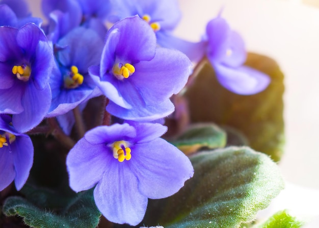 Mooie viooltjes close-up voor achtergrond en tekst