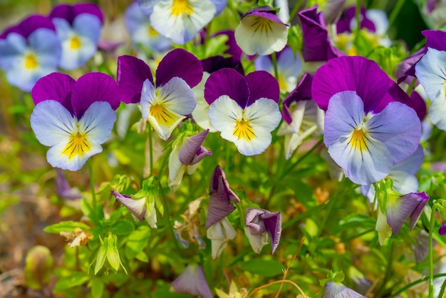 Mooie viooltjesbloemen. Floral natuurlijke zomer achtergrond.