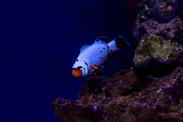 Mooie vissen Amphiprion bevriezing