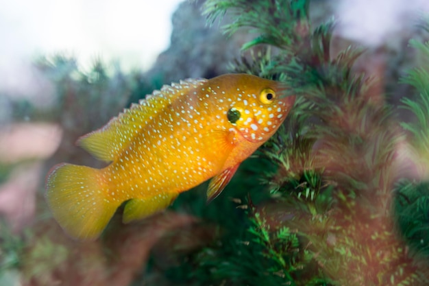 Mooie vissen in het aquarium